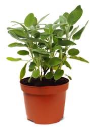 Potager's sage in a pot