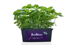 Supergreen's ORGANIC Basil