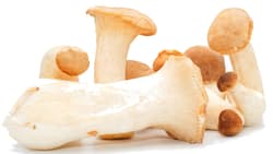 Organic king oyster mushrooms, shell