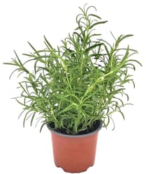 Potager's rosemary in a pot