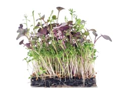 Supergreen's ORGANIC Protein Mix
