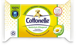 feuchtes Toilettenpapier