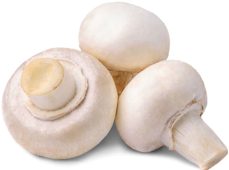 Champignons Weiß, XXL-Schale