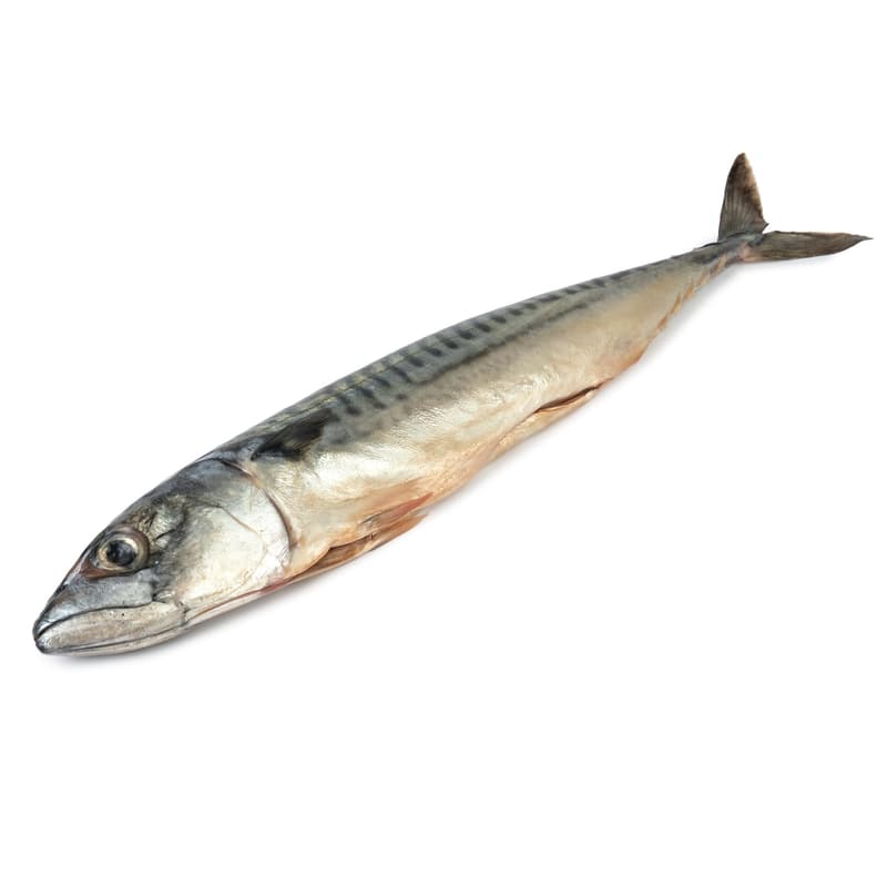 Whole mackerel