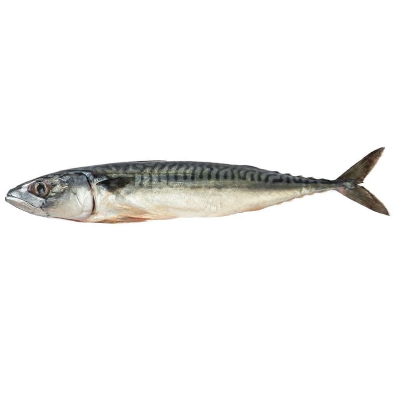 Whole mackerel