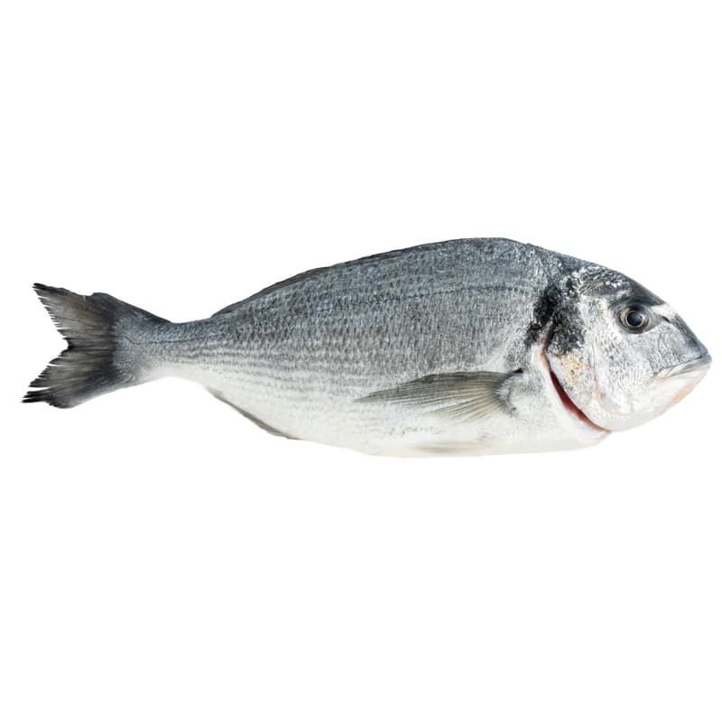 FJORU ORGANIC sea bream/gilthead bream whole