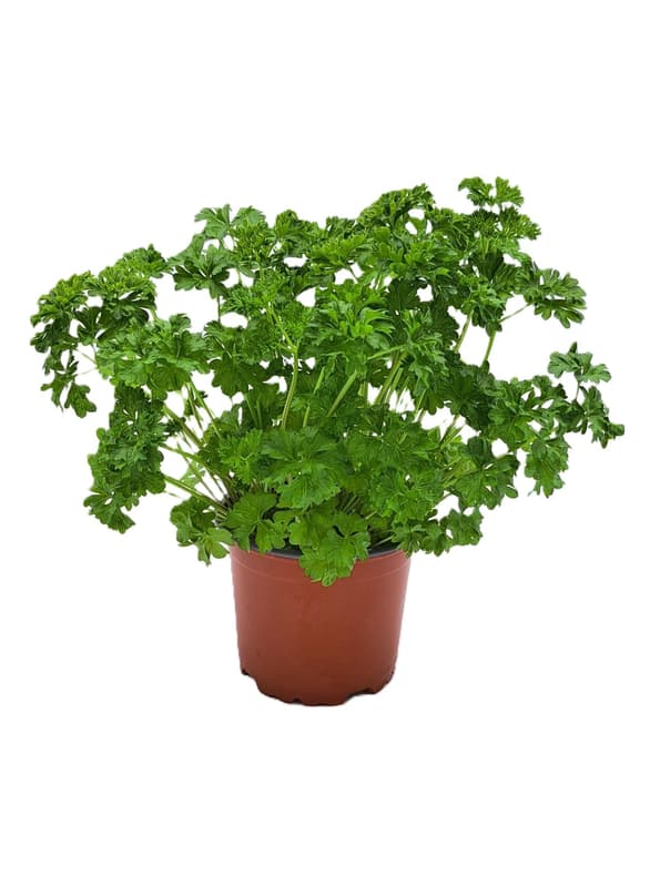 Potager´s Berliner Petersilie Kraus, Topf