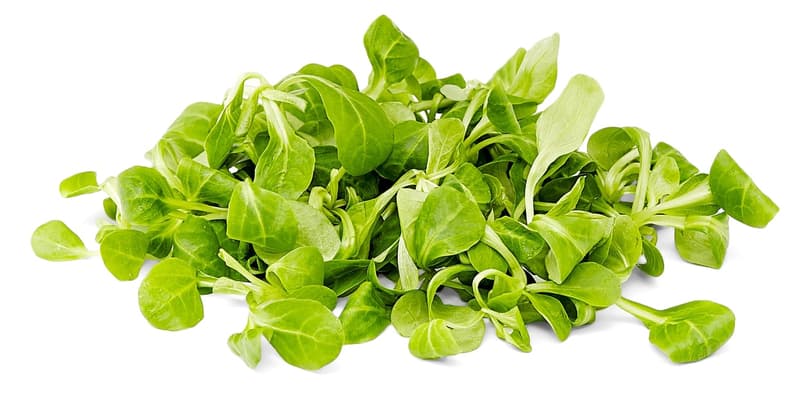 BIO Feldsalat, Schale