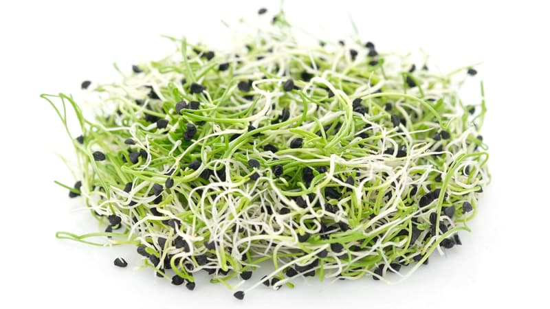 Berliner BIO Zwiebelsprossen, Schale