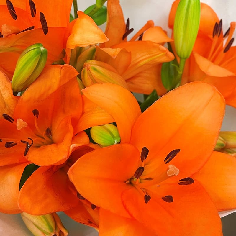 bluums. Lilien Aziate orange