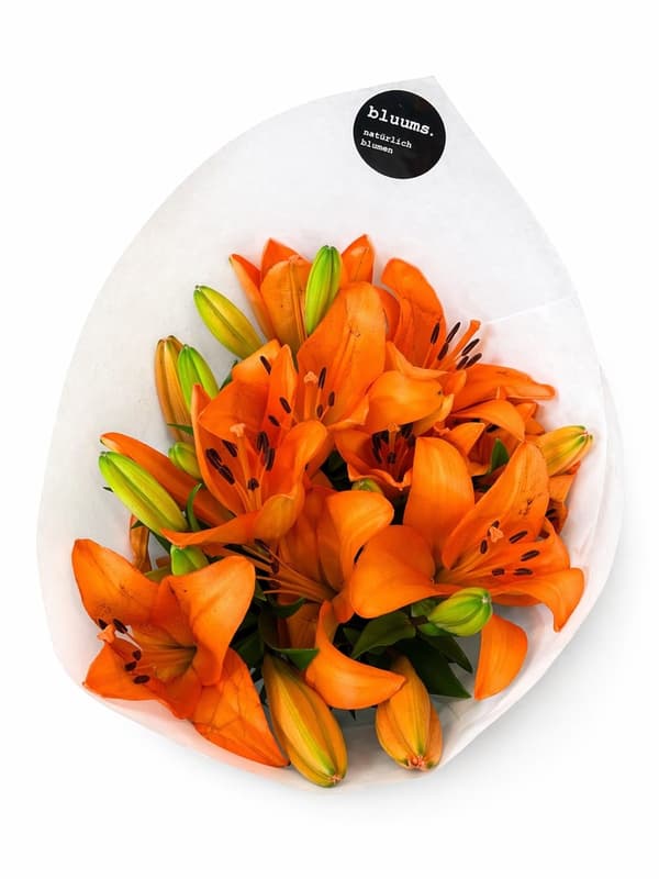 bluums. Lilien Aziate orange