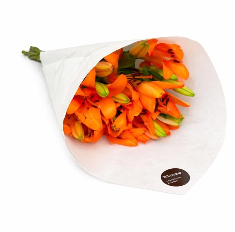 bluums. Lilien Aziate orange