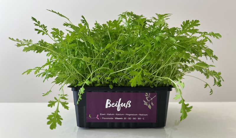 Supergrun's Organic Fresh Mugwort