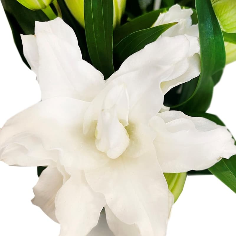 bluums. Lilies white