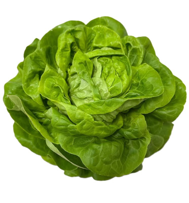 Kopfsalat, 1 Stk.