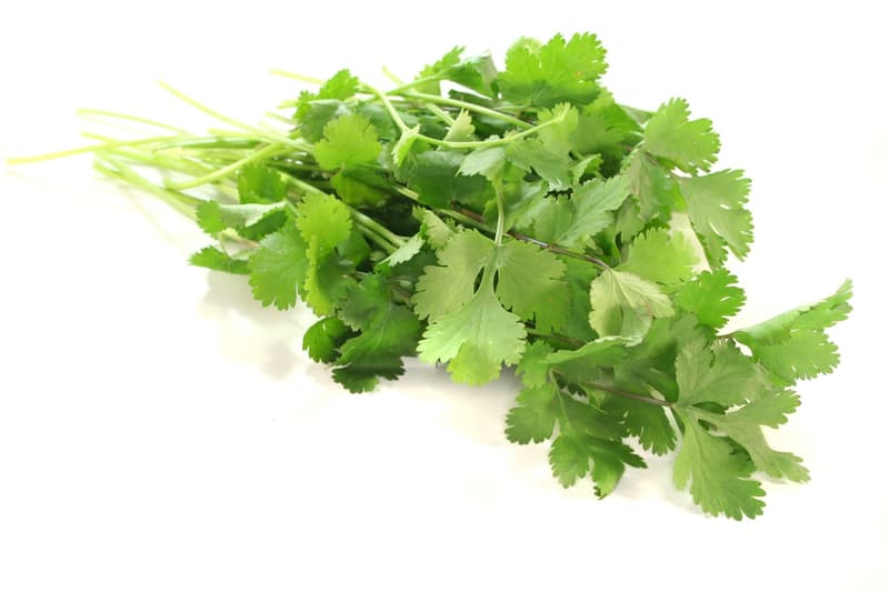 Coriander
