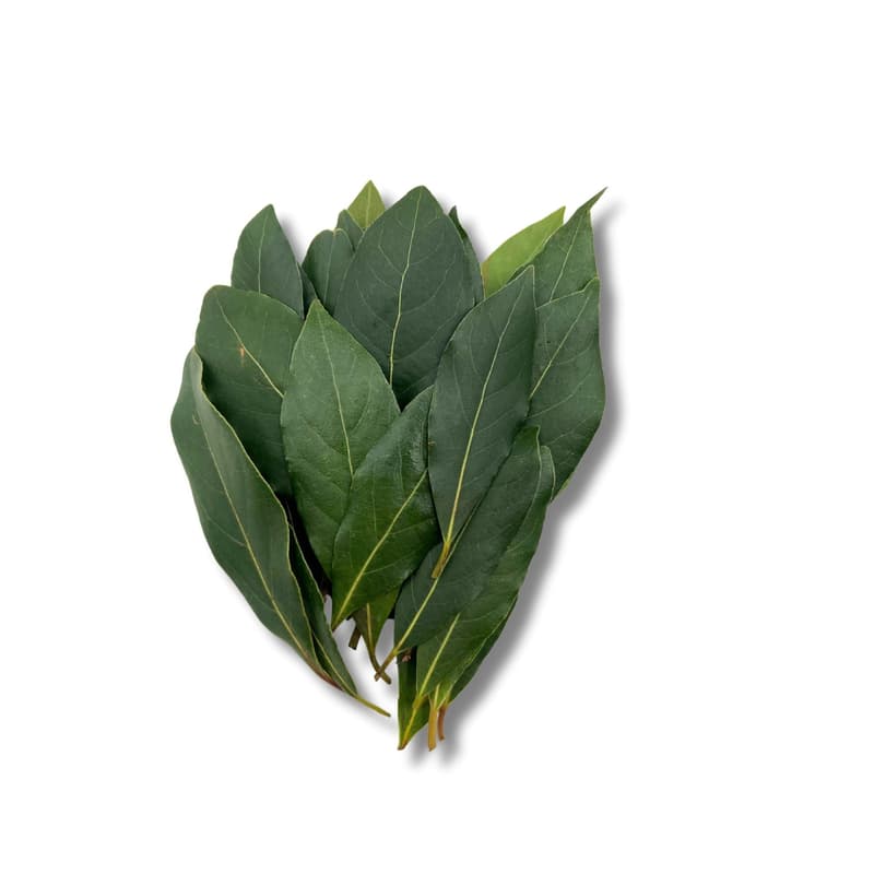 Bay leaf