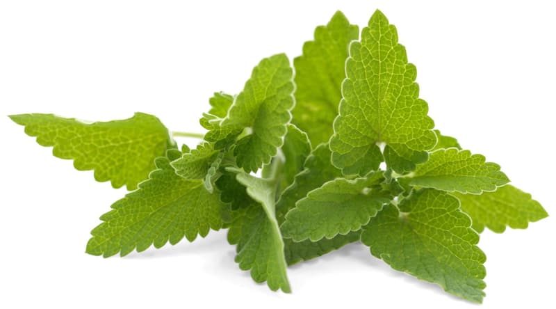 Lemon balm