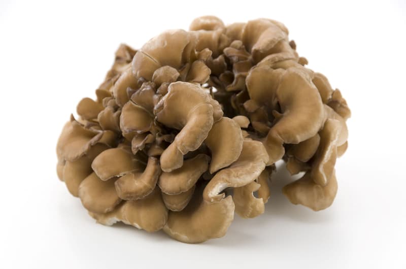 Keltenhof Maitake "Zahmer Tanzpilz"