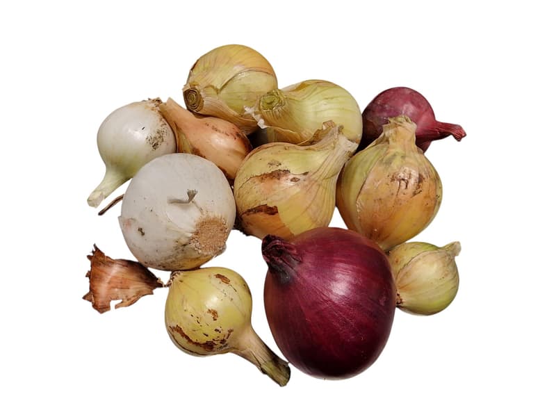 Reinheimer`s Zwiebel rot-weiß mix, Schale