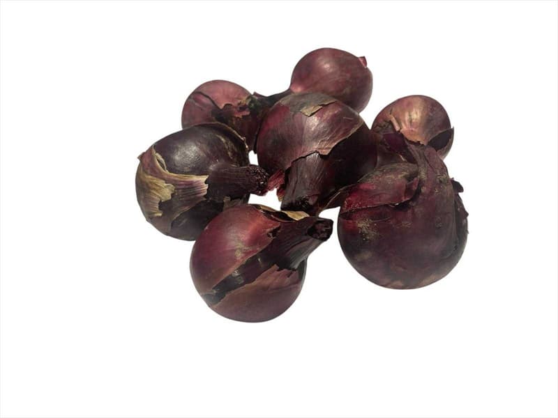 Reinheimer`s Zwiebel rot, Schale