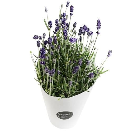 bluums. Lavender