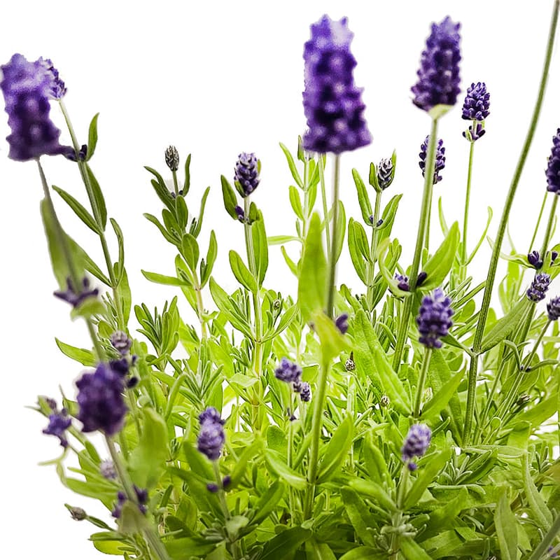 bluums. Lavender