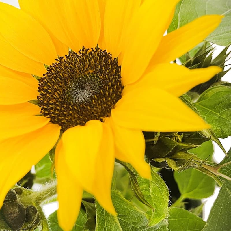 bluums. Sunflower in pot