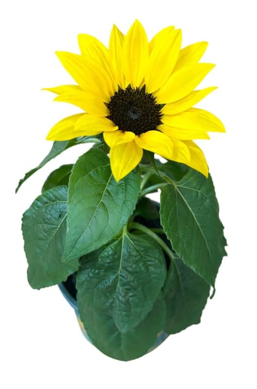 bluums. Sunflower in pot