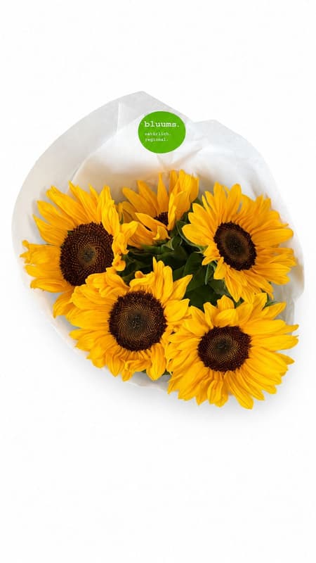 bluums Munich Sunflowers