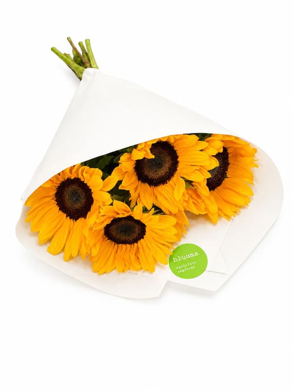bluums Munich Sunflowers