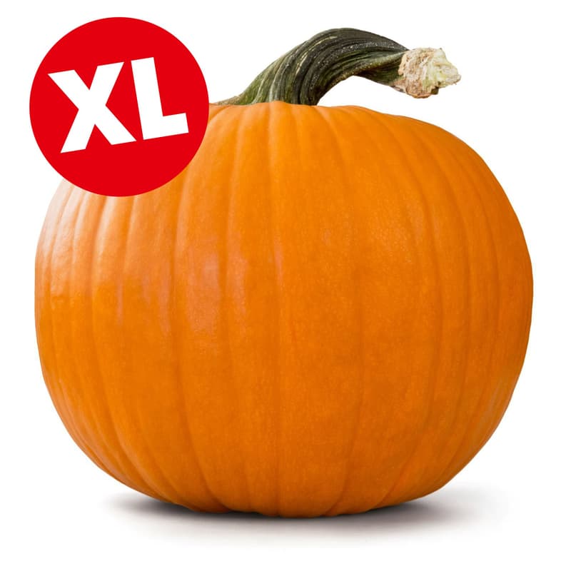 Halloween Kürbis, ca. 4-7kg