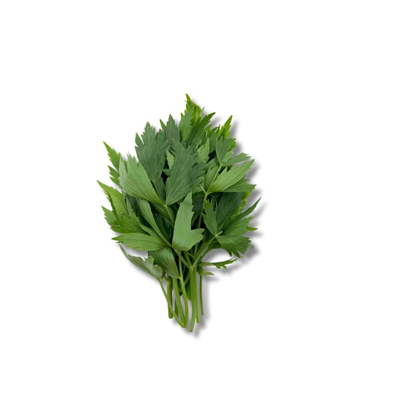 Maltese lovage