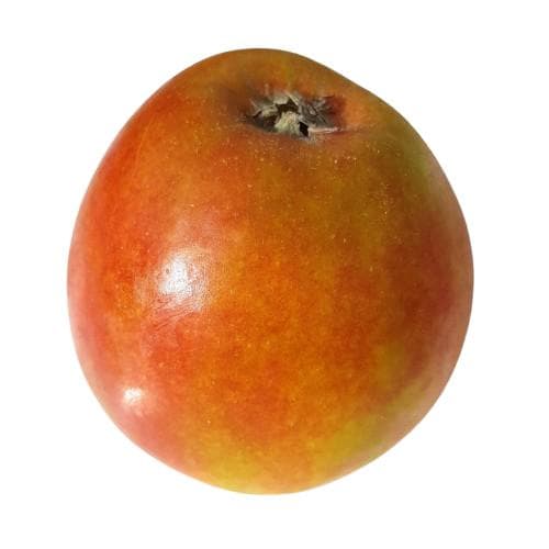 Eckhoffs apple Holsteiner Cox
