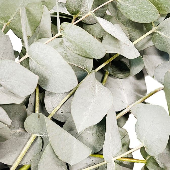 bluums. Eucalyptus Stuardiana