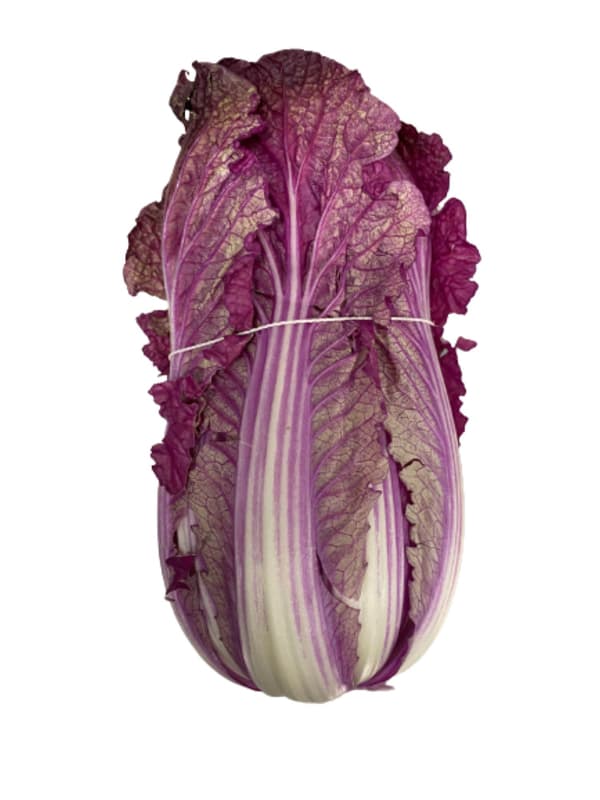 Reinheimer`s Purple Chinese Cabbage