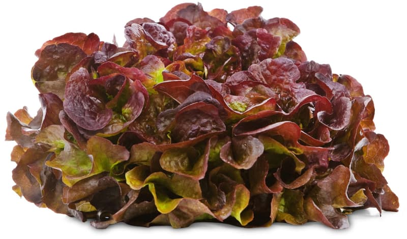 BIO Oak leaf lettuce red, 220g+