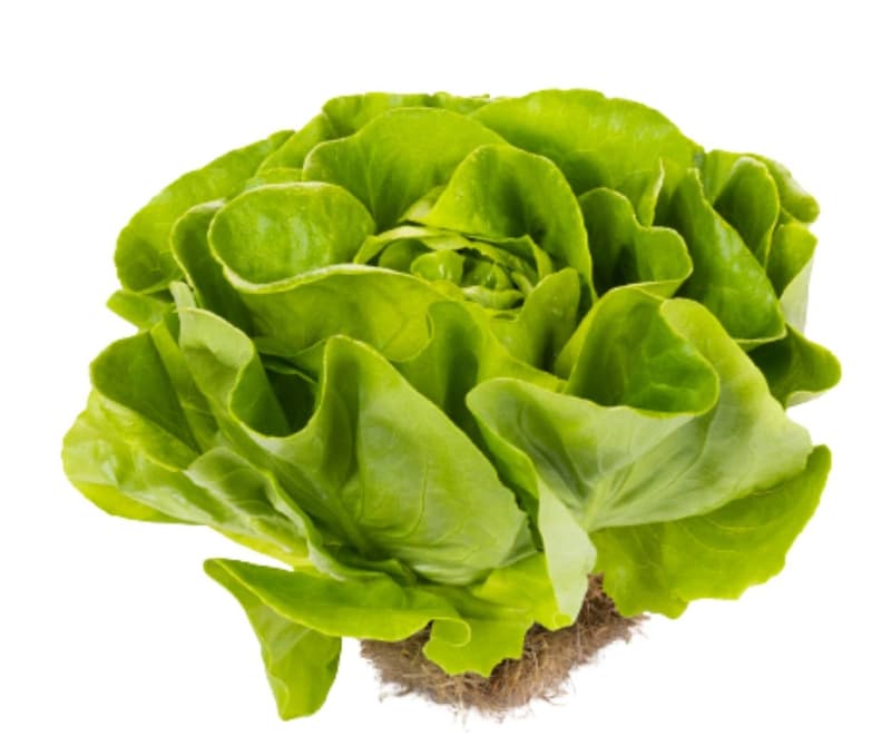 Kopfsalat mit Wurzel, 1 Stk.