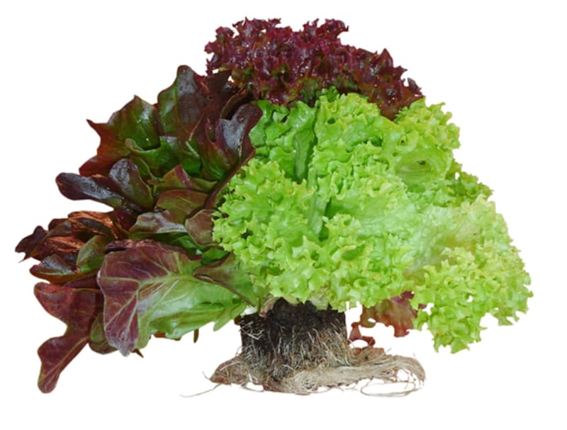 Multicolorsalat mit Wurzel, 1 Stk.