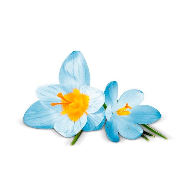 AirWick Premium-Duftspray PURE Frühlingsfrische
