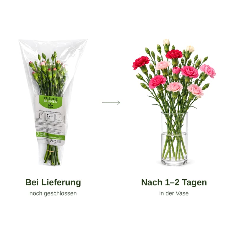 MIMEA Nelkenmischung