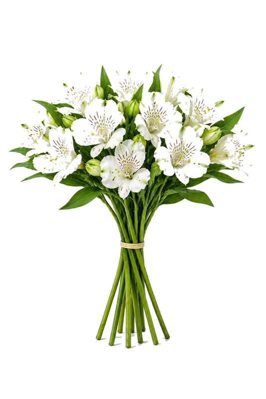 Alstroemeria Weiß 40 cm x 8 Stiele