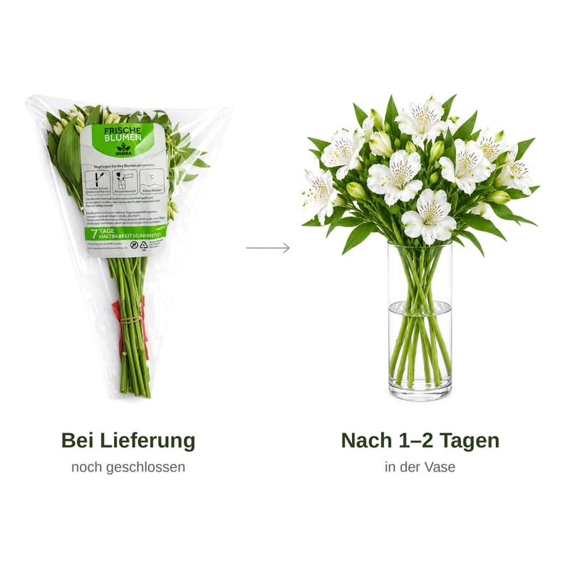 MIMEA Alstroemeria Weiß