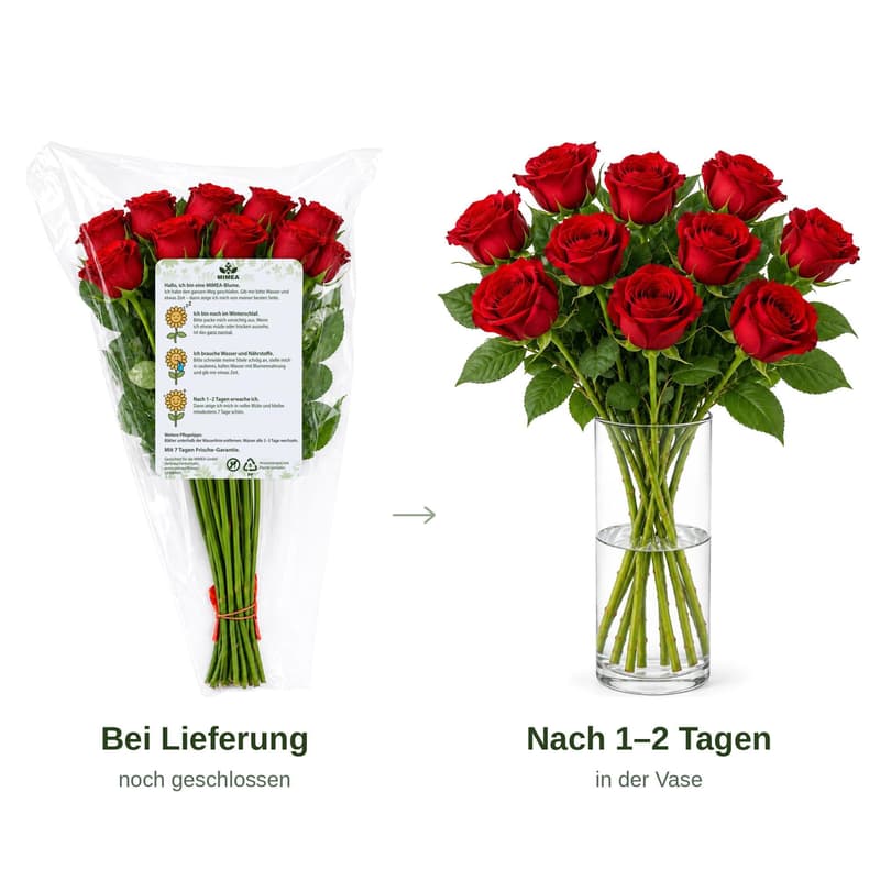MIMEA Red Roses