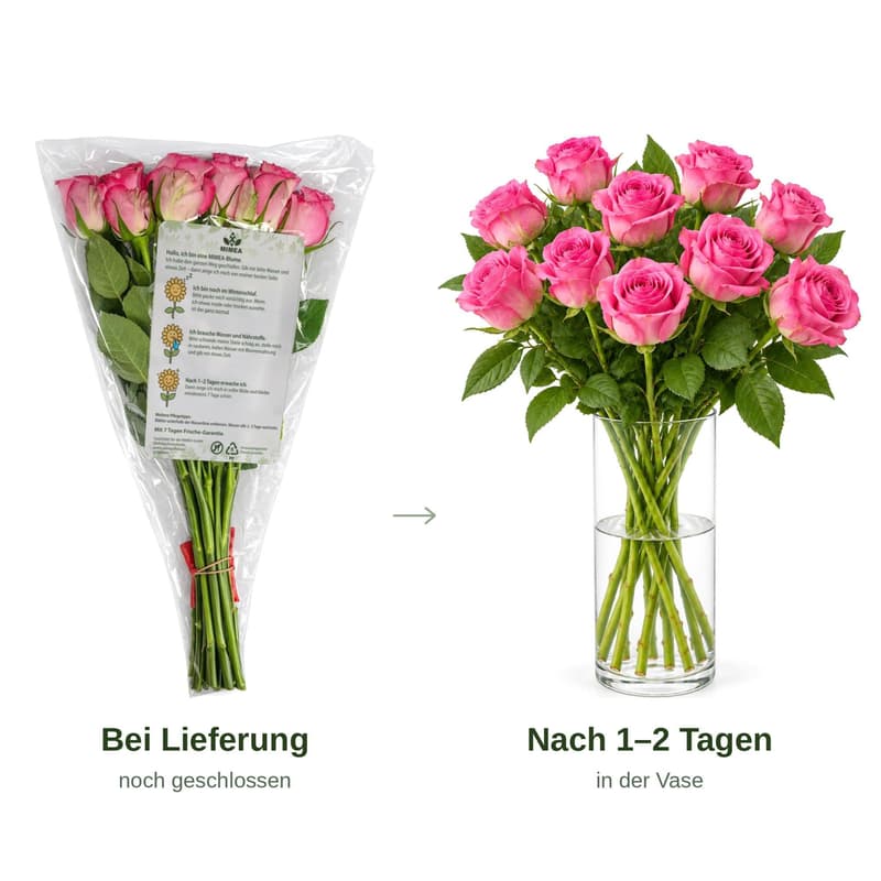 MIMEA Pinke Rosen