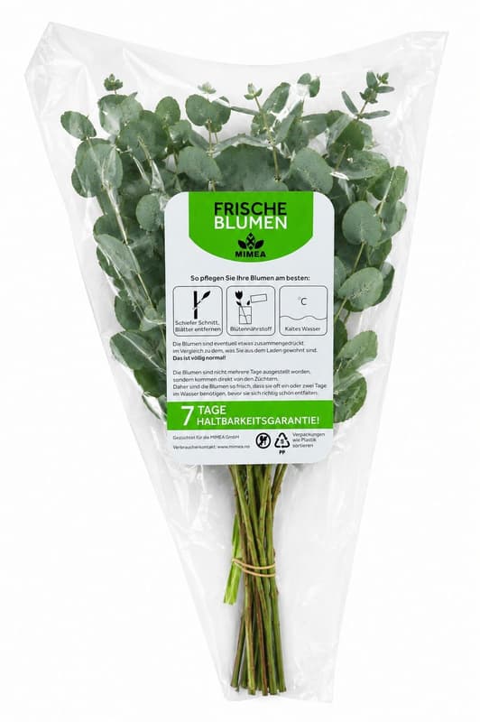 Eukalyptus 40 cm x 8 Stiele
