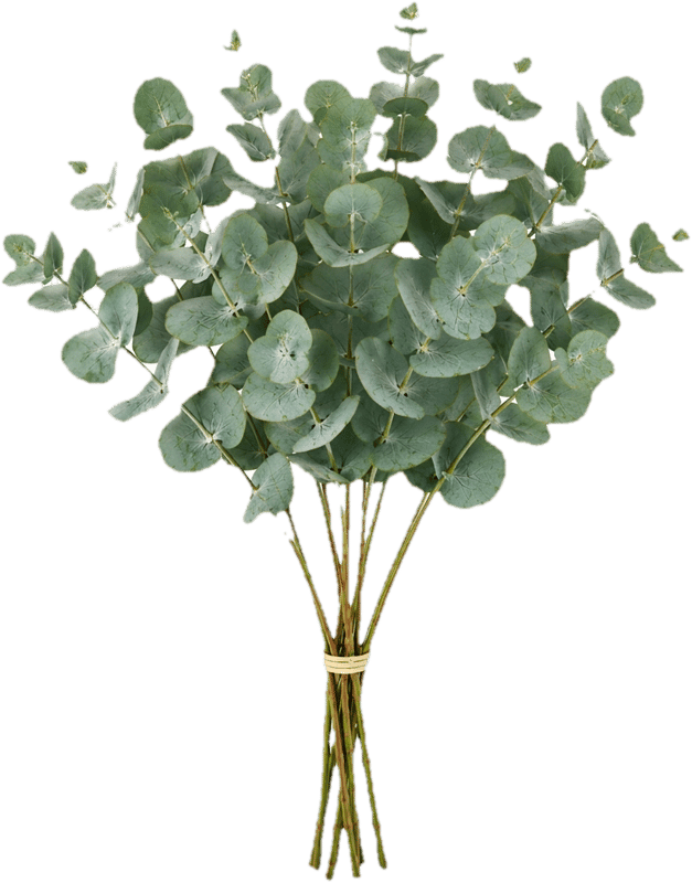 Eukalyptus 40 cm x 8 Stiele