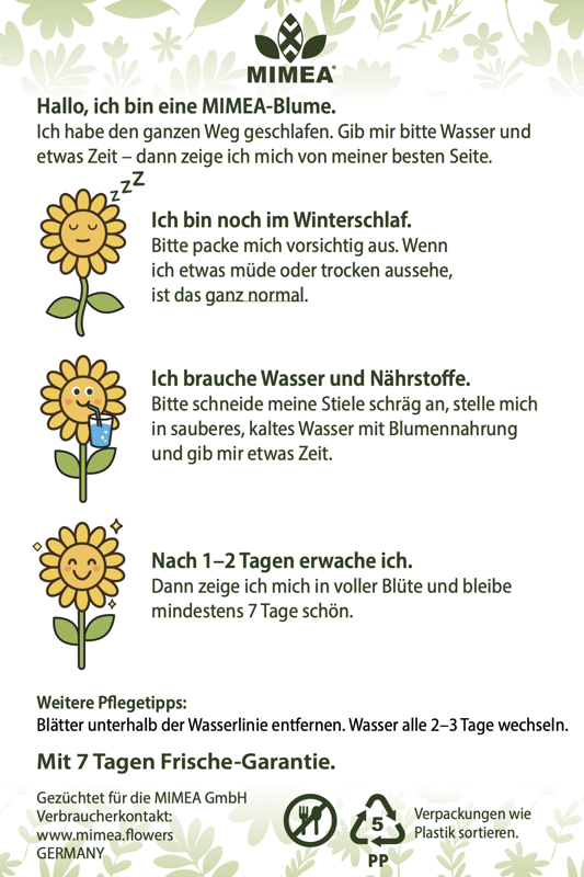 Chrysanthemen-Mischung, kalte Farben 40 cm x 4 Stiele
