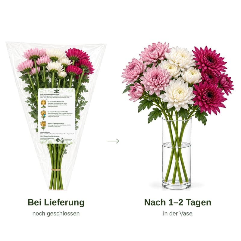MIMEA Chrysanthemum mix, cool colors