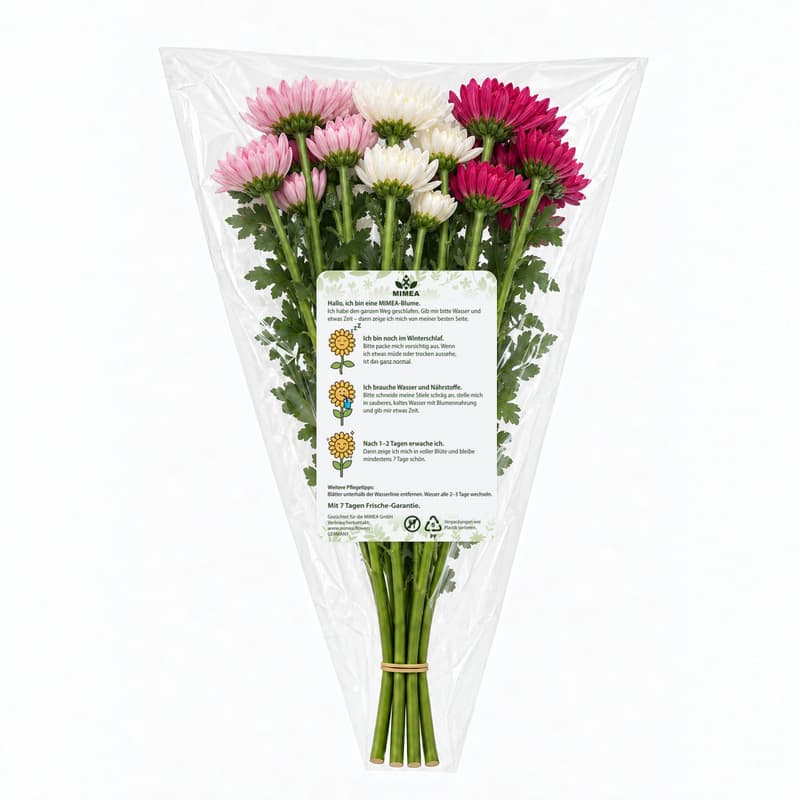 MIMEA Chrysanthemum mix, cool colors